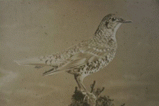 A Whites Thrush